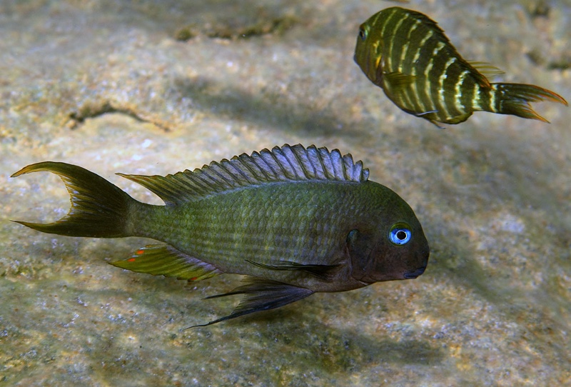Tropheus polli 'Pasagulu Point'